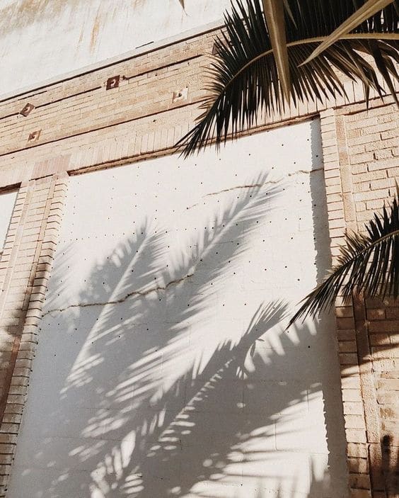 Calm down and breath​​​​​​​​
​​​​​​​​
​​​​​​​​
​​​​​​​​
​​​​​​​​
​​​​​​​​
​​​​​​​​
#nature #street #palmtree #wall #summer #summer2022 #mood #moodpics #calm #summerpics #summermood #beigeaestetic