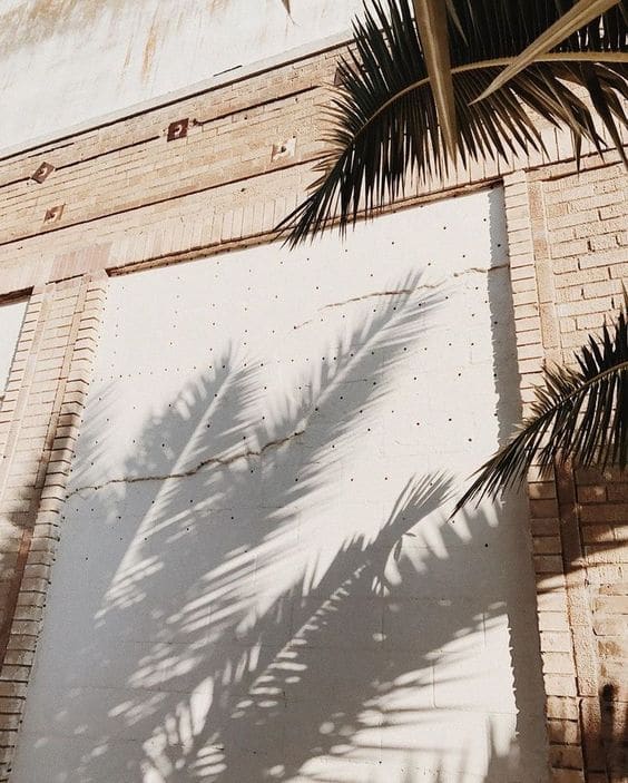 Calm down and breath
#nature #street #palmtree #wall #summer #summer2022 #mood #moodpics #calm #summerpics #summermood #beigeaestetic